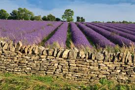 A Dreamy Day Cotswold with Lavender Field