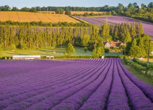 Discover the Best Lavender Fields in the Cotswolds | Trips & Tours
