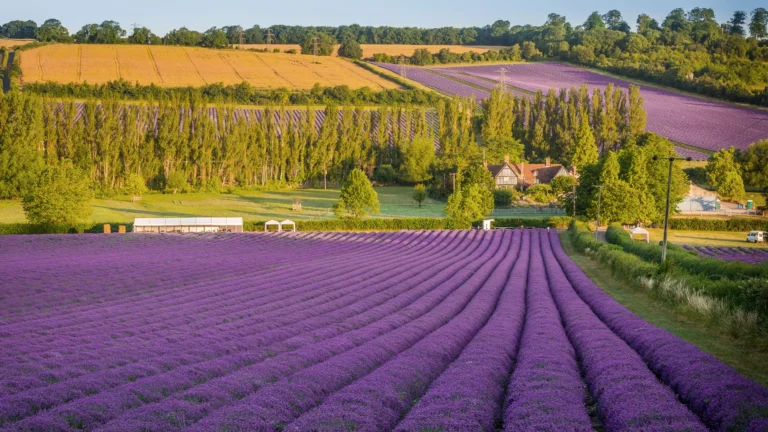 Purple lavender fields stretching across rolling farmland with trees and a farmhouse in the distance